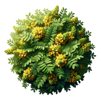 A circular arrangement of acacia leaves. 