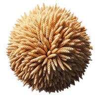 An image of a circular arrangement of wheat stalks. 